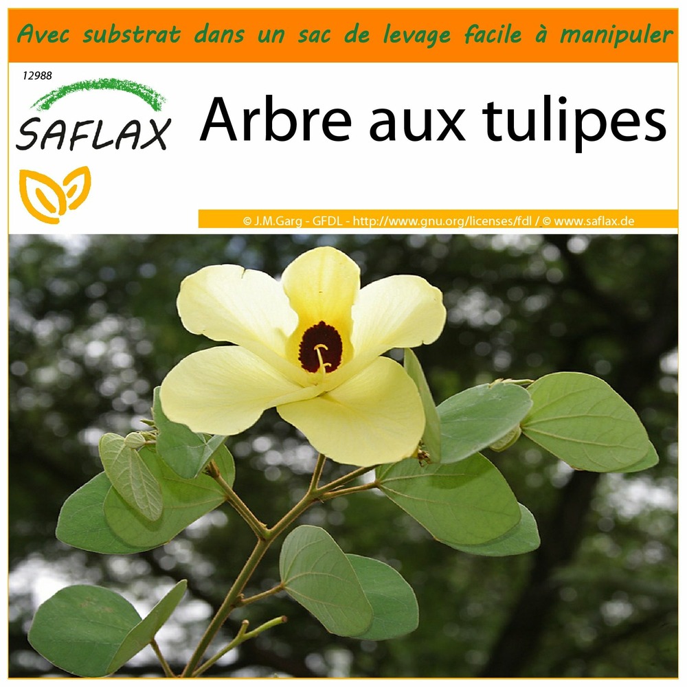 Garden in the bag - arbre aux tulipes - 30 graines - bauhinia tomentosa