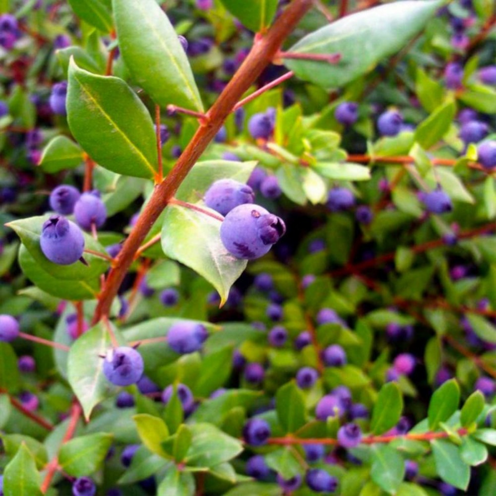 Myrte commun (Myrtus Communis)