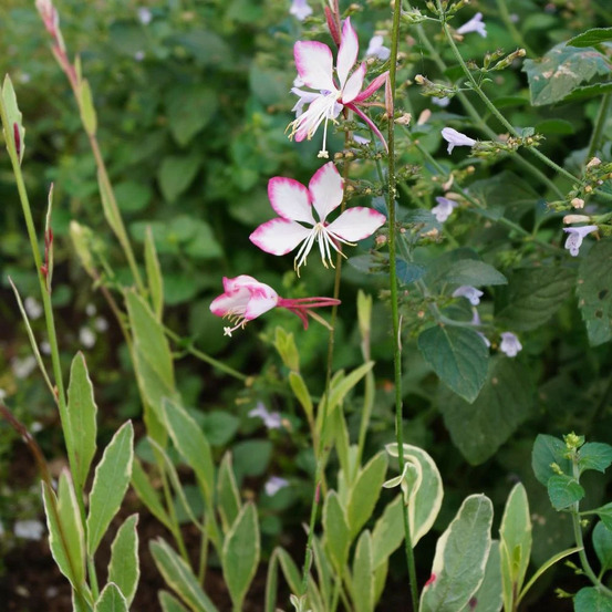 Gaura freefolk rosy lot de 5 godets