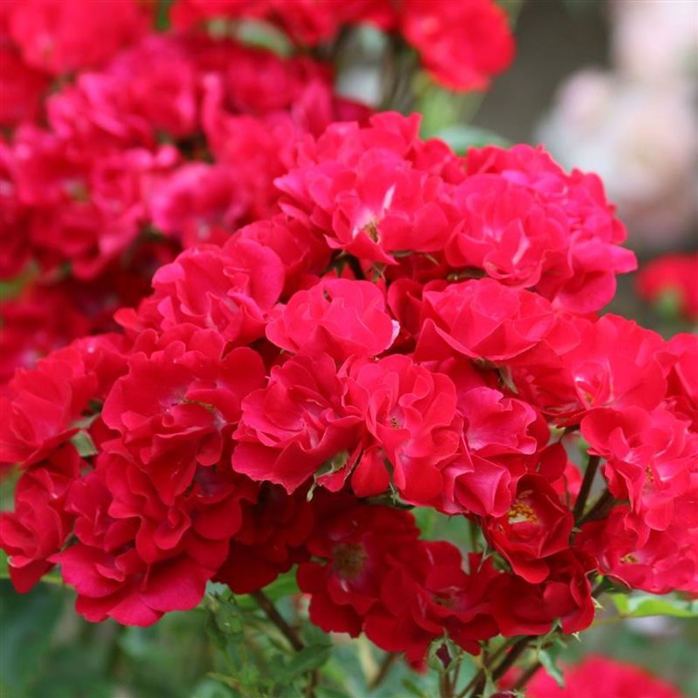 Rosier buisson rouge vif 'La belle rouge' : racines nues | Truffaut