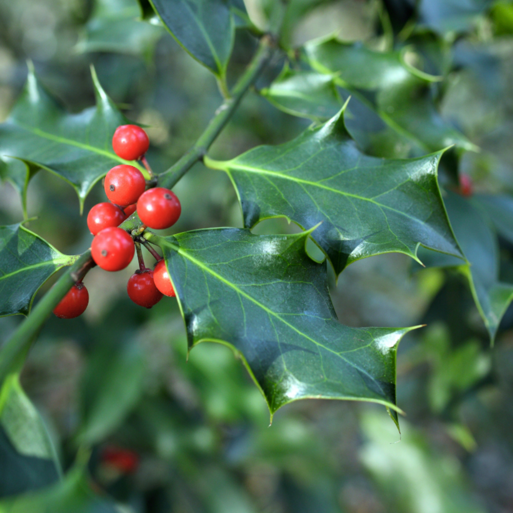 Houx commun - ilex aquifolium 60cm en pot