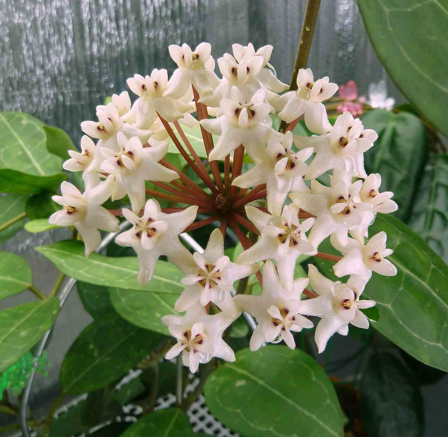 Hoya elliptica (fleur de porcelaine, fleur de cire)   blanc - taille pot de 2 litres - 20/40 cm