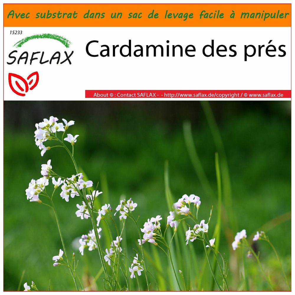 Garden in the bag - cardamine des prés - 100 graines - cardamine pratensis