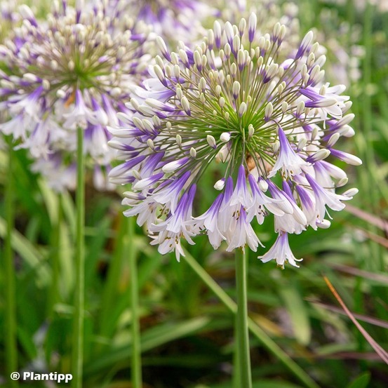 Agapanthe 'fireworks' godet de 8/9 cm