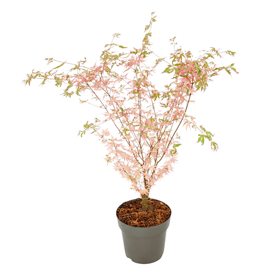 Érable du japon - acer palmatum 'taylor' - hauteur 35-55cm - ⌀15cm