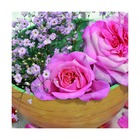 Rosier arbustif voluptia® pink™ 'noa1811108'/rosa voluptia® pink™ 'noa1811108'[-]pot de 5l - 40/60 cm