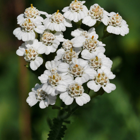 6 x achillée millefeuille - achillea millefolium - godet 9cm x 9cm