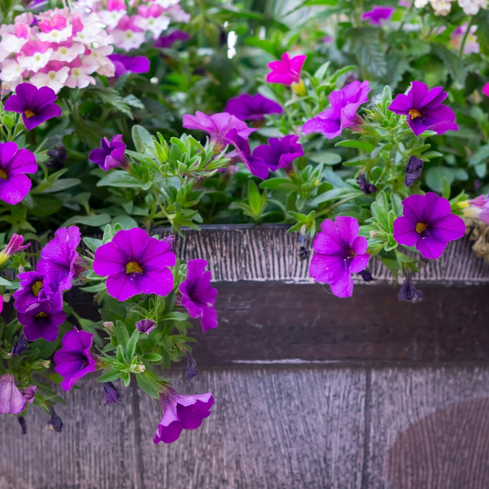 Surfinia violette - le pot / ø 10,5cm