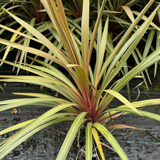 Cordyline australe 'red heart' cordyline australis 'red heart' 60/90cm pot 12l
