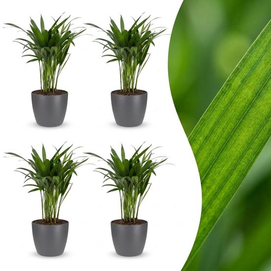 Areca lutescens - palmier areca - lot de 4 plantes - avec cache-pot gris - pot ø12 cm, h 45 cm