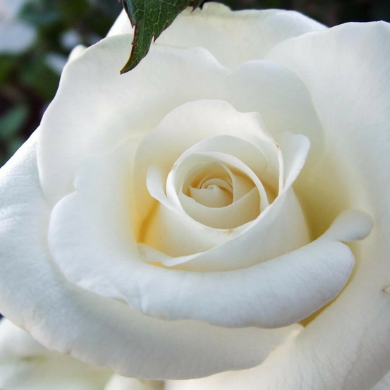 Rosier arbustif annapurna® 'dorblan' pot de 10 l - 1/2 tige