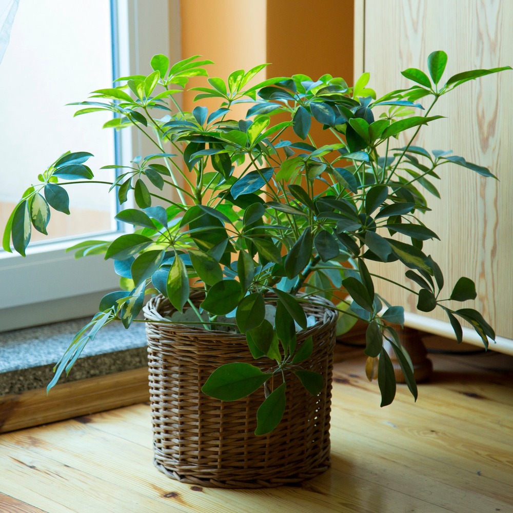 Schefflera - le pot / ø 12cm / hauteur livrée environ 20cm