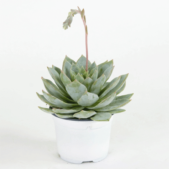 Echeveria pot 10,5 cm