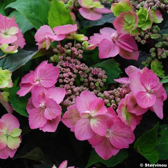 Hortensia 'flair & flavours' cotton candy pot de 4l/5l