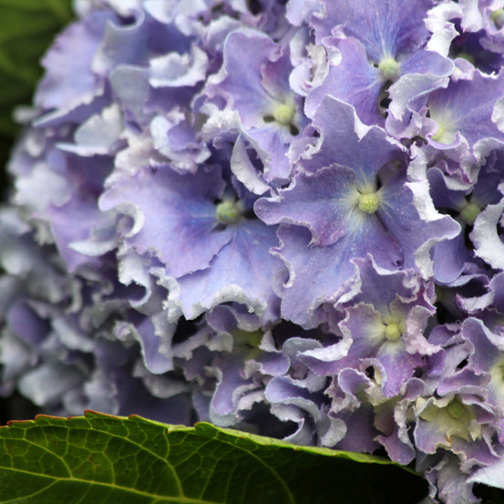 Hortensia 'beautensia spike' pot de 4l/5l