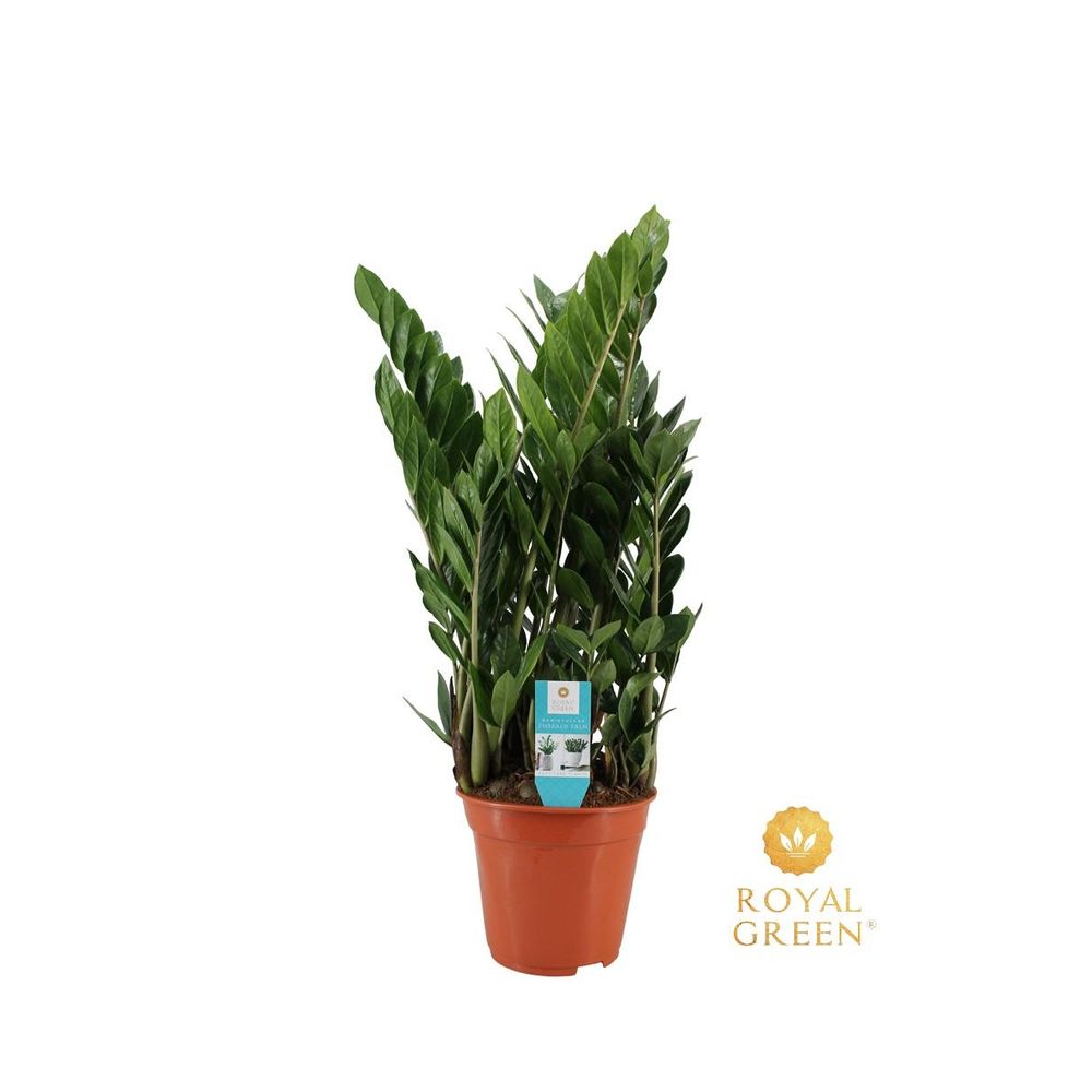 Zamioculcas 21cm - ø21cm - ↕75cm - plantes d'intérieur