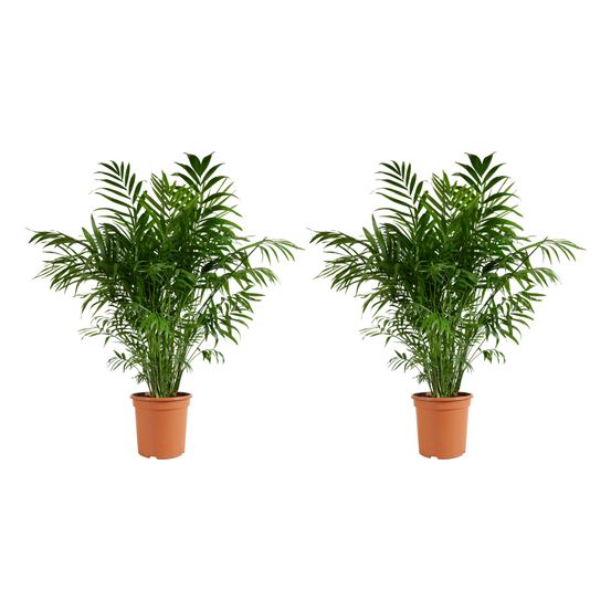 Lot de 2 - chamaedorea elegans - palmier nain du mexique - h. 80-100 cm - p. 20 cm