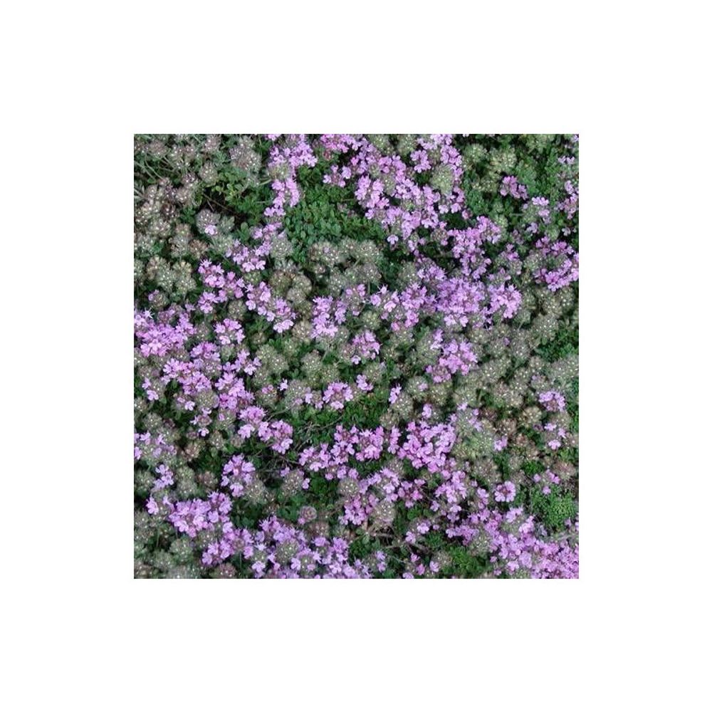 Thym précoce minor lot de 5 godets