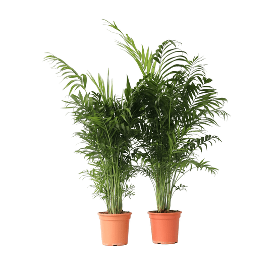 Palmier de salon - set de 2 - chamaedorea elegans - hauteur 80-90cm - ⌀20cm