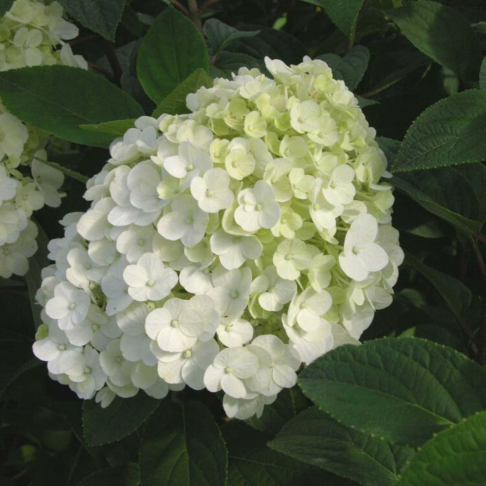 Hortensia paniculata bobo - hydrangea paniculata bobo 40/50 cm pot 3l