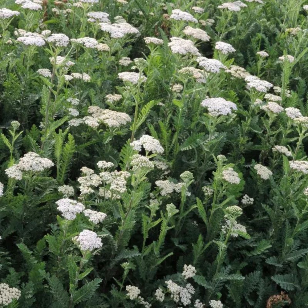 Achillée heinrich vogeler godet - 5/20 cm