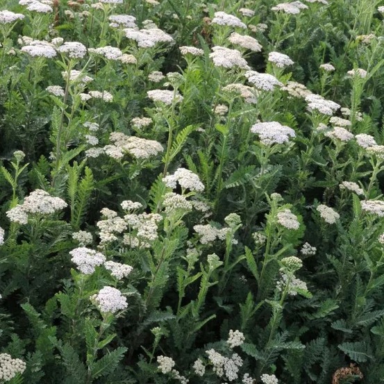 Achillée heinrich vogeler godet - 5/20 cm