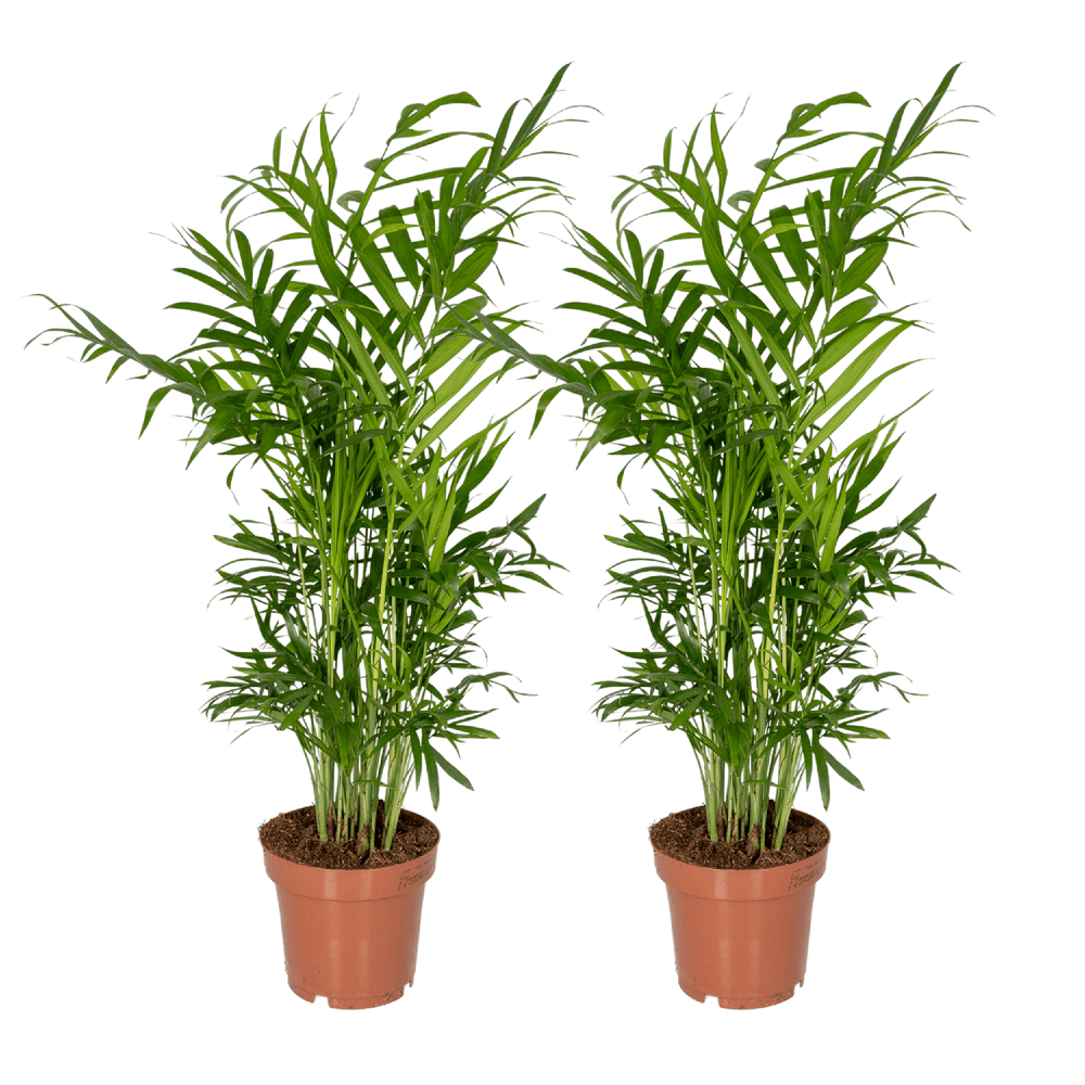 Chamaedorea elegans (palmier de montagne mexicain) - 2 pièces - ø12cm - ↕40cm - plantes d'intérieur