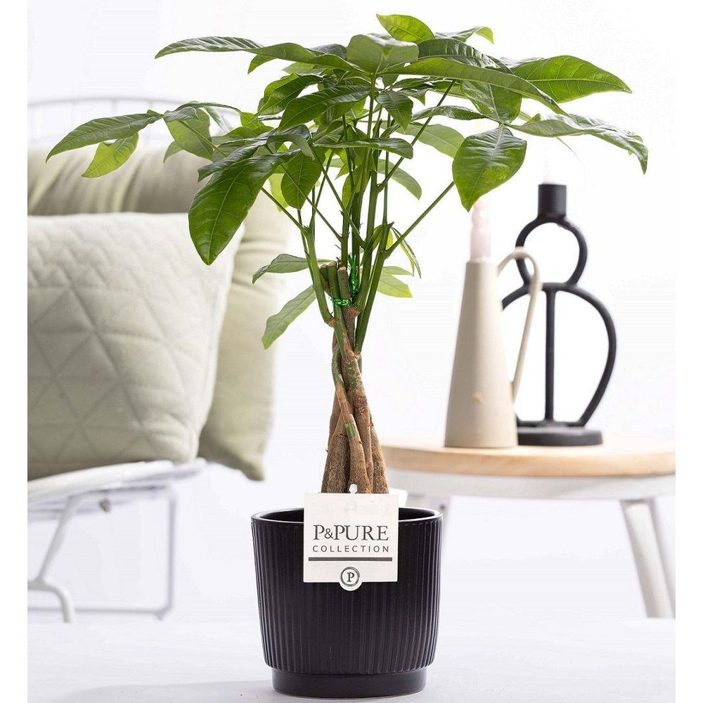 Pachira aquatica en pot céramique - ø12cm - ↕45cm - plante d’intérieur