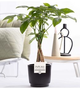 Pachira aquatica en pot céramique - ø12cm - ↕45cm - plante d’intérieur
