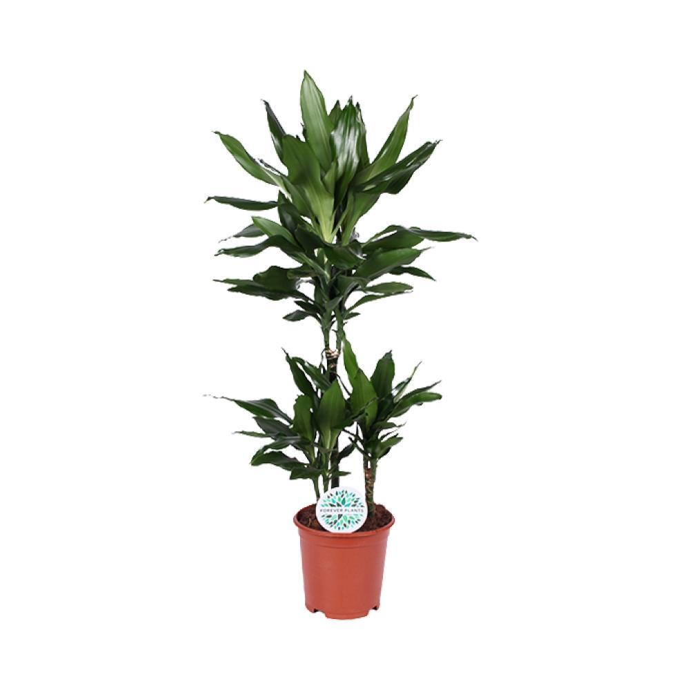Plante d'intérieur - dracaena 'janet lind' 90.0cm