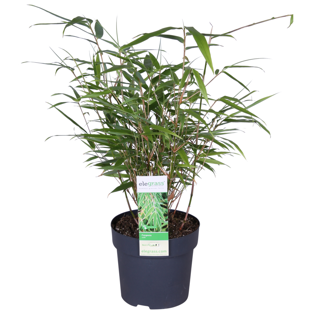 Fargesia rufa - bambou non traçant - persistant - plantes de jardin - 20-30 cm de haut - pot 10 cm