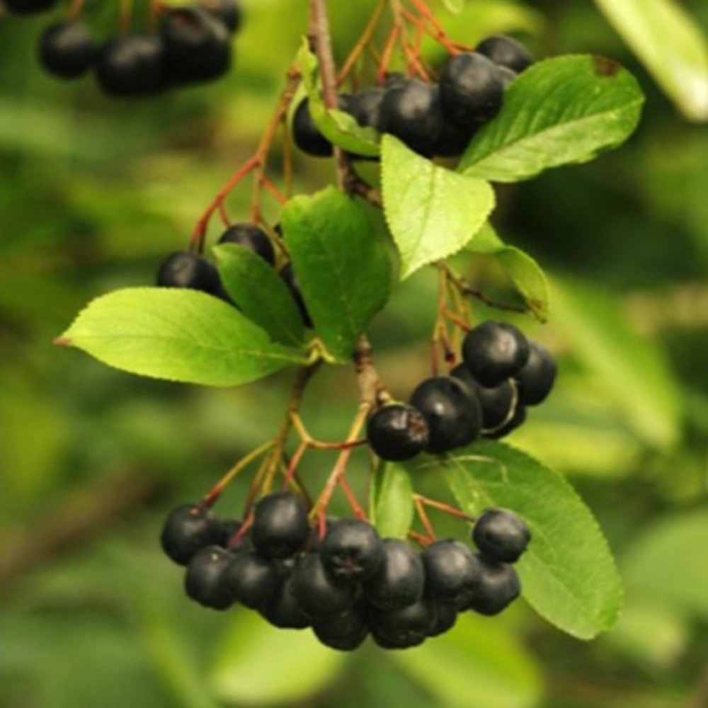 Aronie à gros fruits 'nero' (aronia prunifolia 'nero')