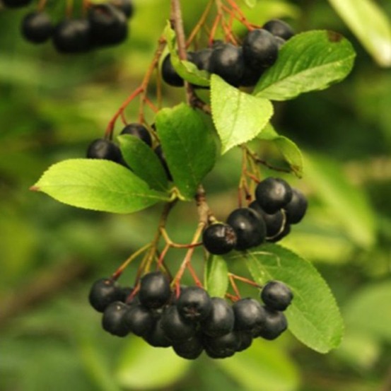 Aronie à gros fruits 'nero' (aronia prunifolia 'nero')