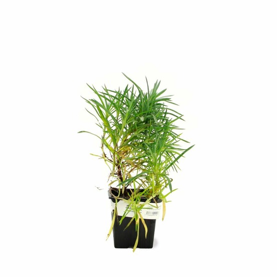 3 oeillets mignardise (dianthus plumarius 'maggie')