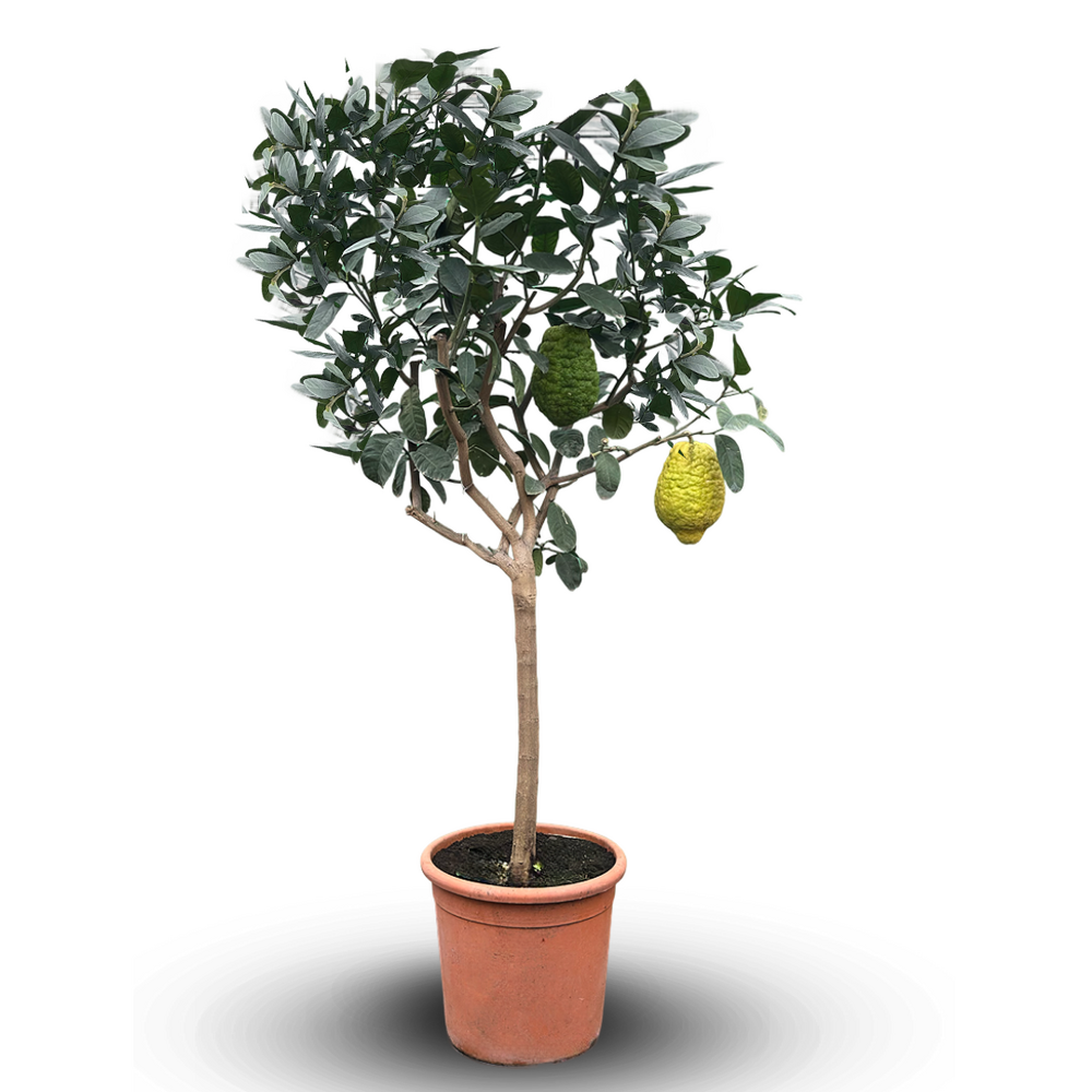 Cedratier - citrus medica - agrume méditerranéen - arbre fruitier - ↕ 170-190 cm - ⌀ 35 cm