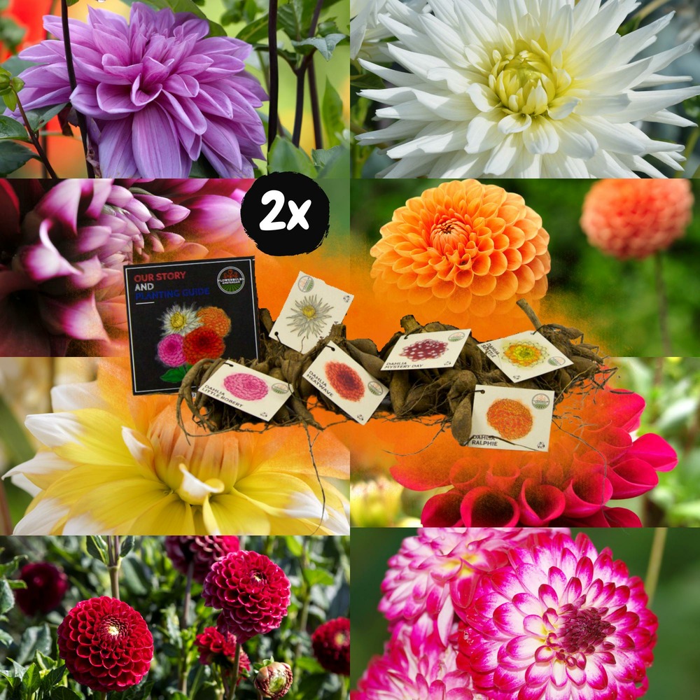 Dahlia bulbes mix - 2 paquets de 8 dahlias différents