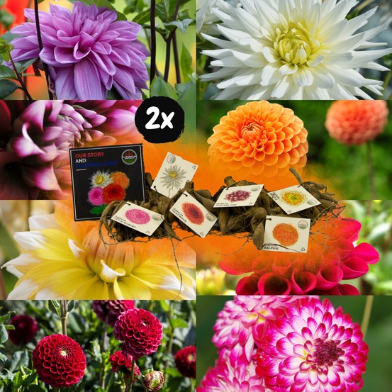 Dahlia bulbes mix - 2 paquets de 8 dahlias différents