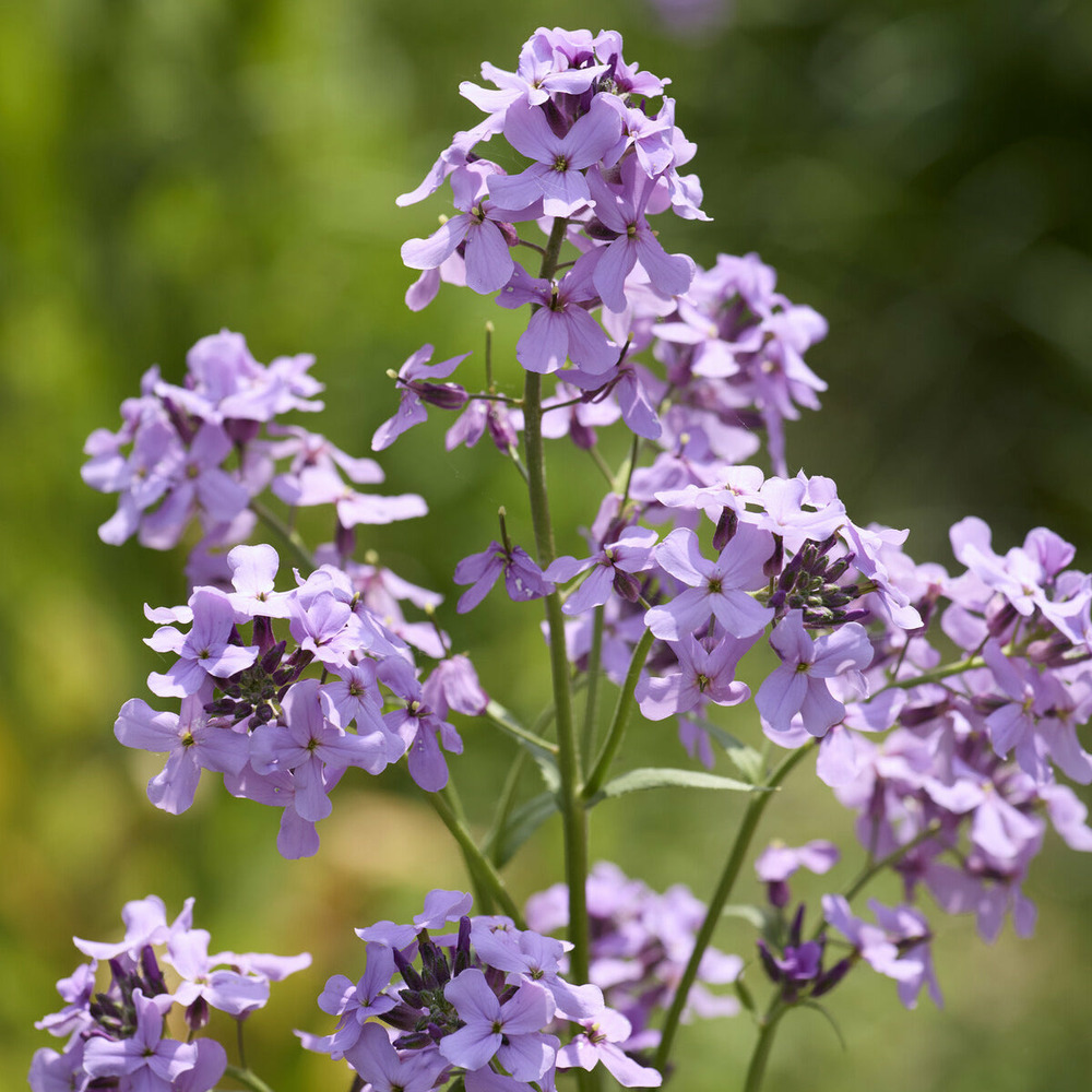 Julienne des dames - le pot / ø 9cm, vendu par lot de 2