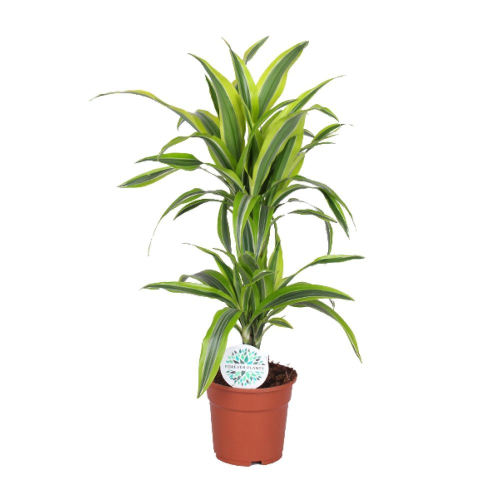 Dracaena lemon lime - ø17cm - ↕65cm - plantes d'intérieur