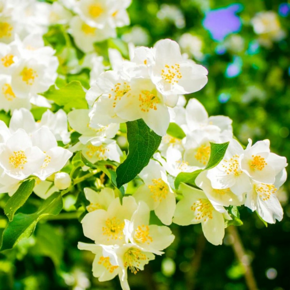 Seringat de lemoine (philadelphus 'lemoinei')