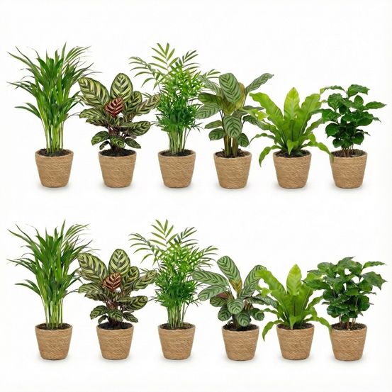 Lot de 12 plantes d'intérieur avec panier - purificatrices d'air