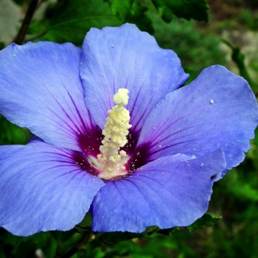 Hibiscus syriacus 'oiseau bleu' (hibiscus syriacus 'oiseau bleu')