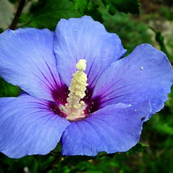 Hibiscus syriacus 'oiseau bleu' (hibiscus syriacus 'oiseau bleu')