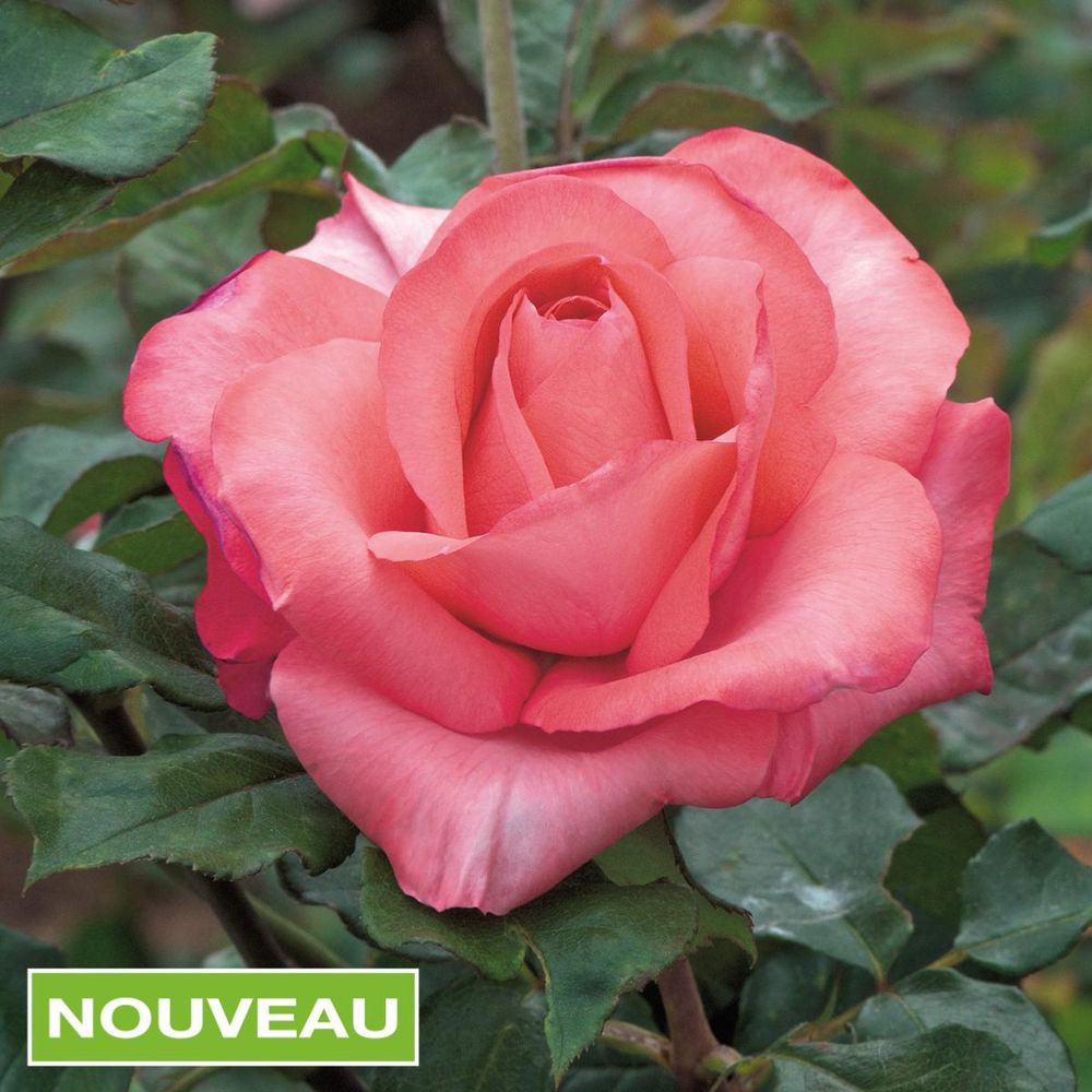 Rosier Buisson Persistantnull