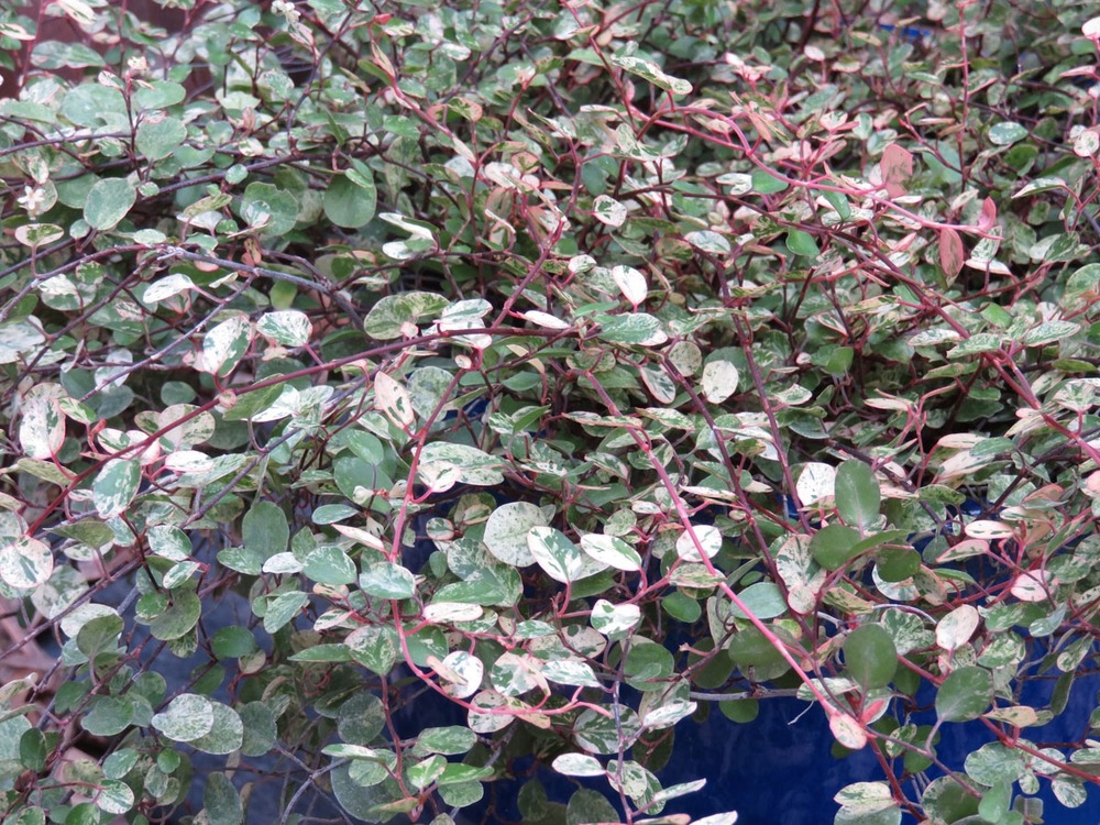 Pseudanthus 'radiance' pot de 4l/5l