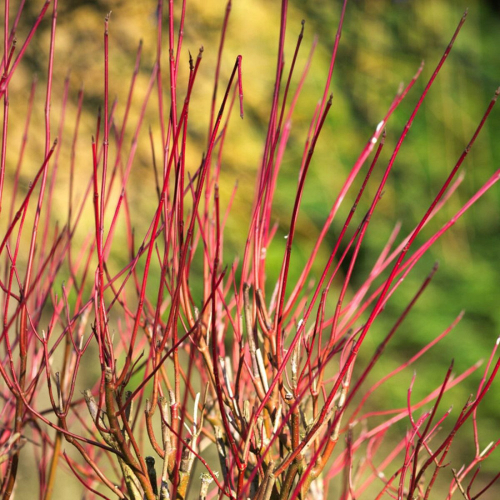 Cornouiller soyeux kelsey, cornus pot de 4l - 20/40 cm