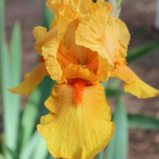 Iris des jardins son of star lot de 5 godets