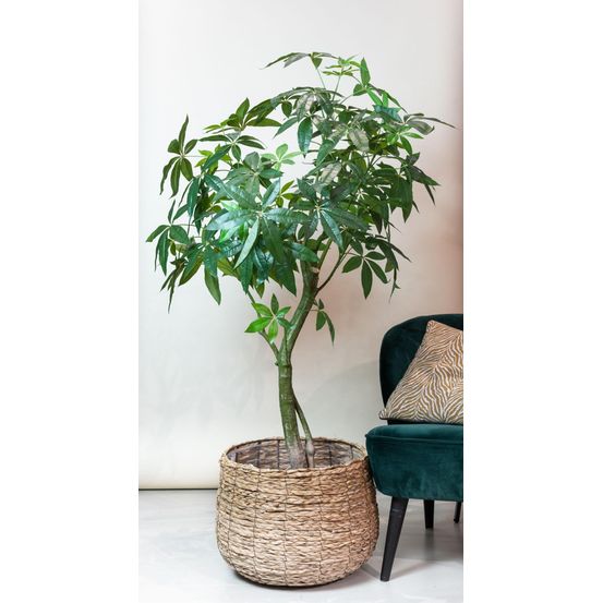 Pachira aquatica plante artificielle h180 cm