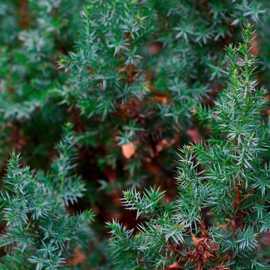Genévrier des sables blue pacific - juniperus conferta blue pacific 25/35cm pot 2,5l