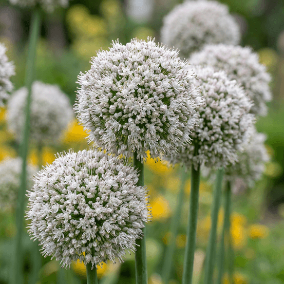 Ail d'ornement 'ping pong' (allium) - floraison estivale - calibre 6/7 - 320 bulbes